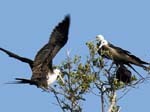 magnificance_frigatebirds_48