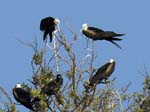 magnificance_frigatebirds_49