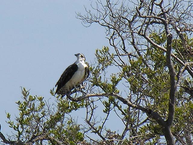 osprey_6