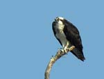 osprey_1