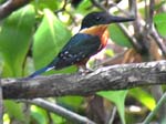 pygmy_kingfisher