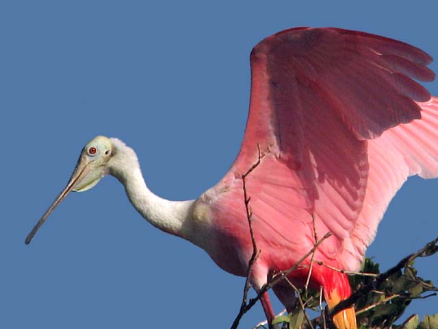 roseate_spoonbill_03