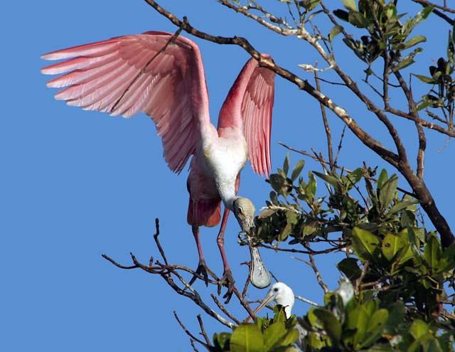 roseate_spoonbill_04