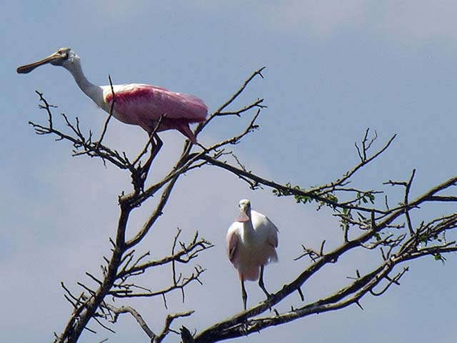 roseate_spoonbill_06