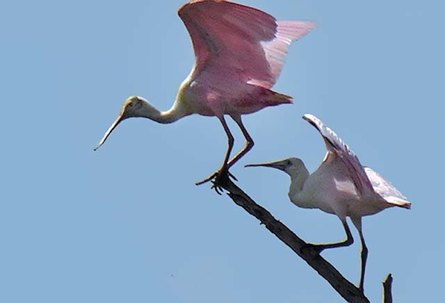 roseate_spoonbill_09