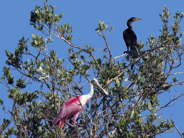 roseate_spoonbill_14