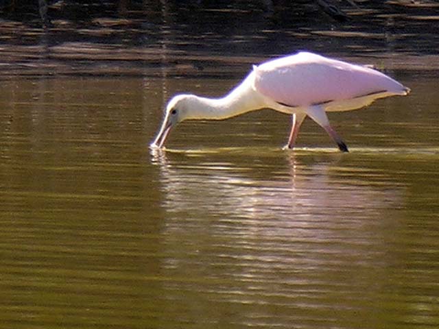 roseate_spoonbill_18