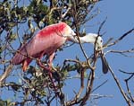 roseate_spoonbill_01