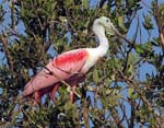roseate_spoonbill_02
