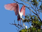 roseate_spoonbill_04