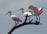 roseate_spoonbill_05