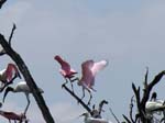 roseate_spoonbill_07