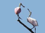 roseate_spoonbill_08