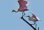 roseate_spoonbill_09