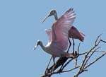 roseate_spoonbill_10