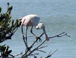 roseate_spoonbill_11