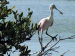 roseate_spoonbill_12