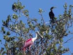 roseate_spoonbill_14