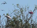 roseate_spoonbill_16