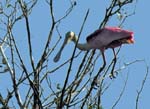 roseate_spoonbill_17