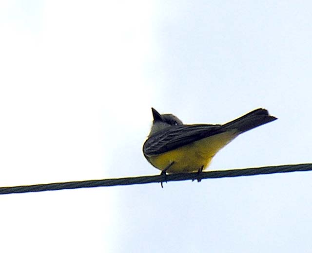 thick-billed_kingbird_1