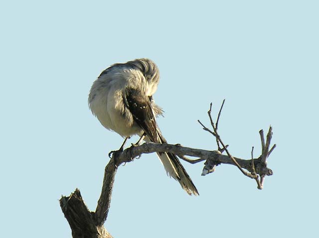 tropical_mockingbird_1