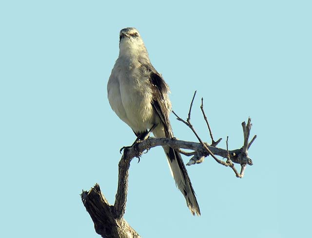 tropical_mockingbird_3