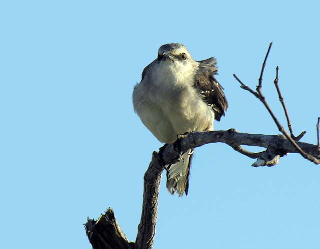 tropical_mockingbird_4