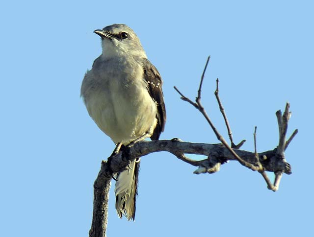 tropical_mockingbird_5
