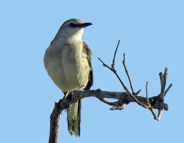 tropical_mockingbird_6