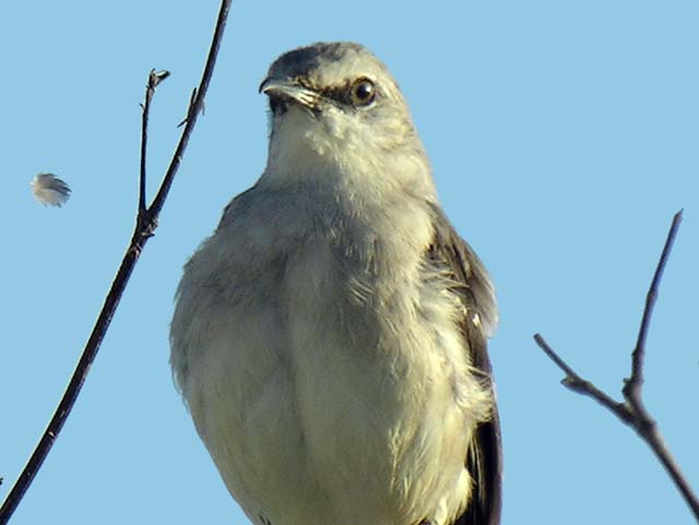 tropical_mockingbird_7