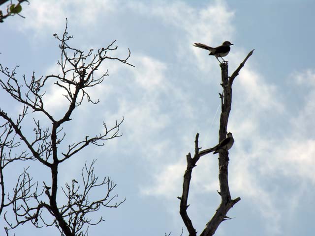 tropical_mockingbird_8