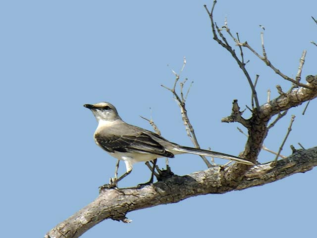 tropical_mockingbird_9