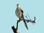 tropical_mockingbird_3
