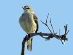 tropical_mockingbird_5