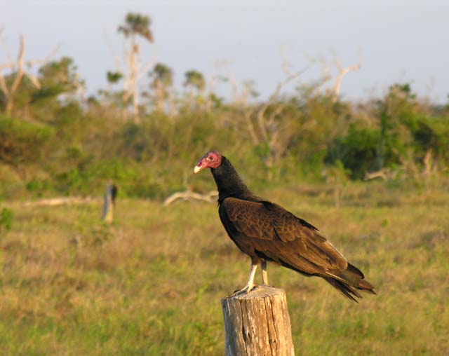 turkey_vulture_1