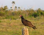 turkey_vulture_1