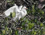 redish_egret_2