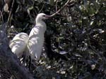 redish_egret_3