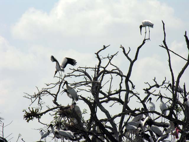 wood_stork_03