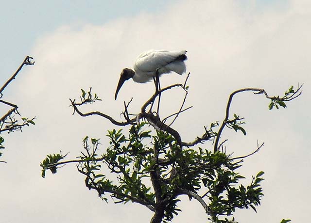 wood_stork_04