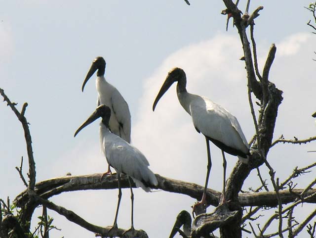 wood_stork_05