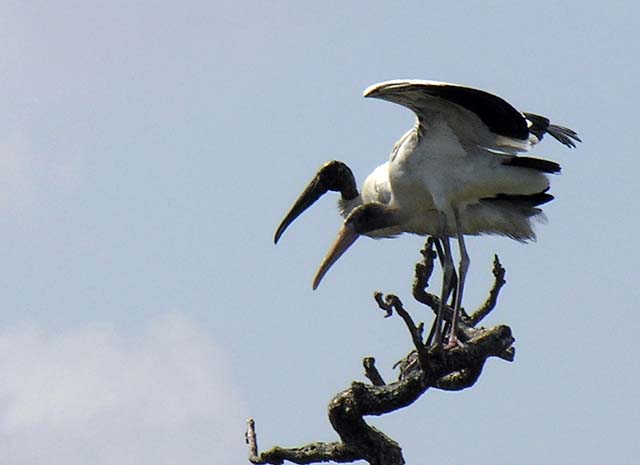 wood_stork_06
