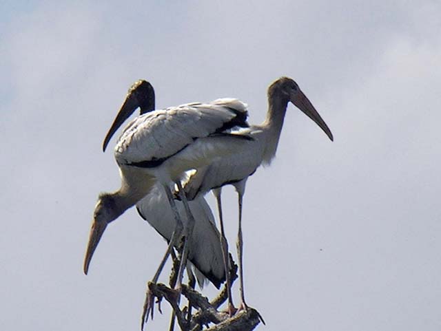 wood_stork_07