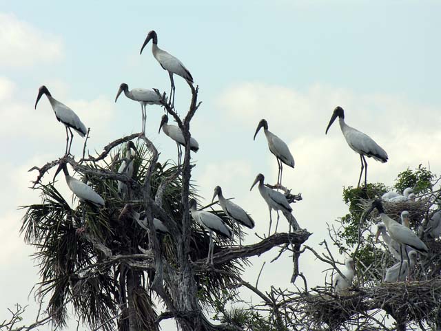 wood_stork_09