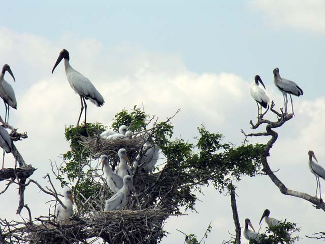 wood_stork_10