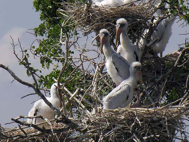 wood_stork_11