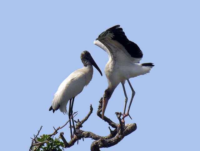 wood_stork_12