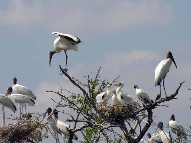 wood_stork_14