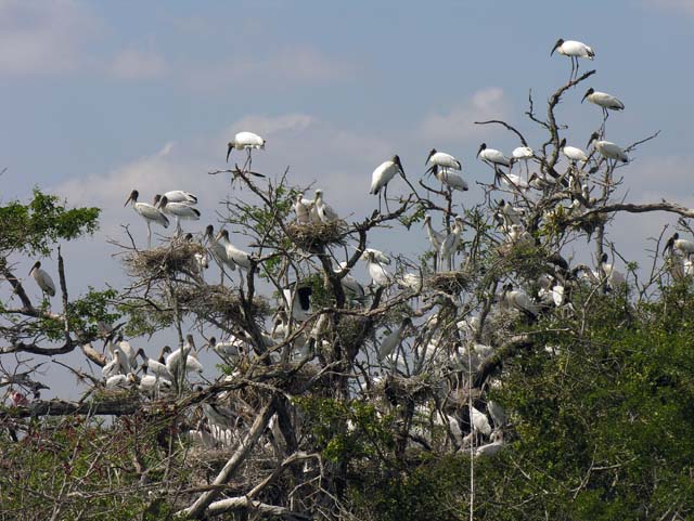 wood_stork_15